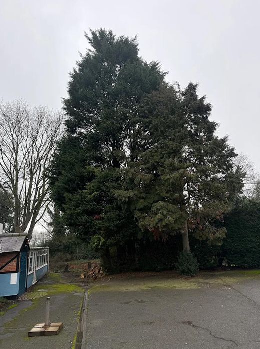 Very large conifer overshadowing a driveway and building before removal