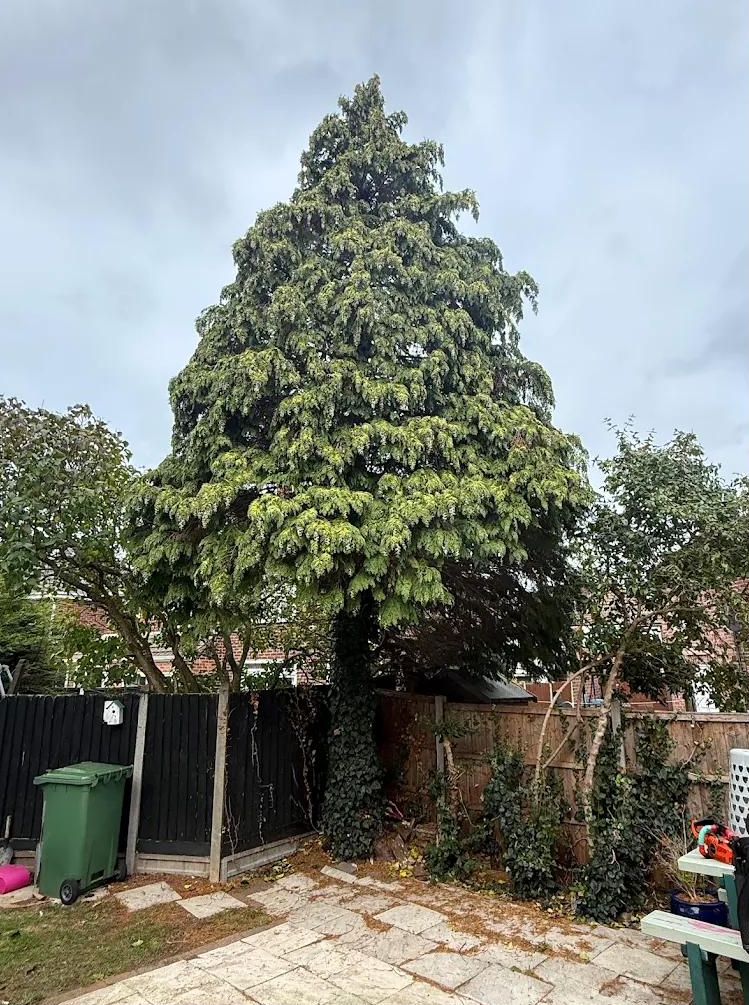 A large garden conifer being assessed for reduction by Sandalwood Tree Services