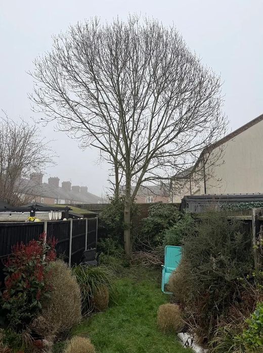 Tall tree crowding a narrow terraced garden before removal