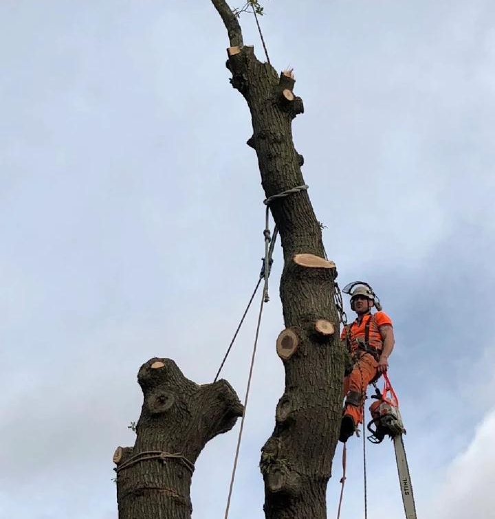 Sandalwood arboriculturist/arborist dismantling a large oak in sections, working from ropes with a chainsaw