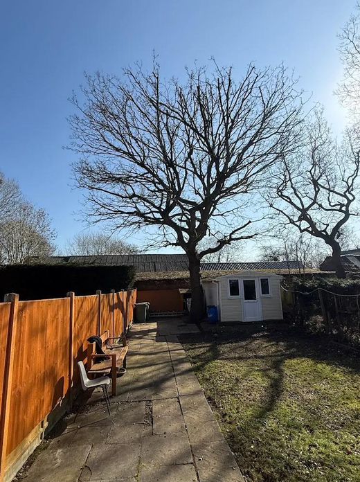 The same oak after a careful crown reduction, balanced and letting light through