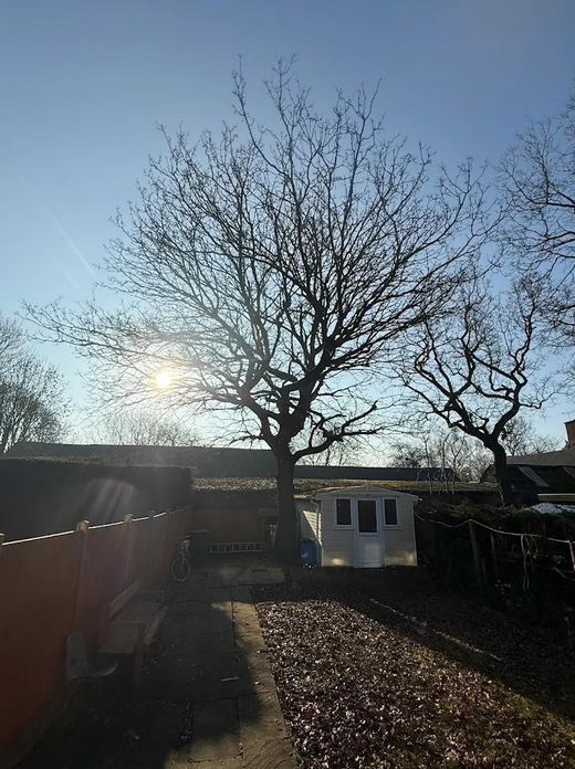 Overgrown oak before crown reduction, dominating a back garden